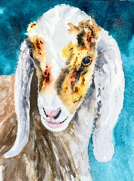 Anglo-Nubian Goat