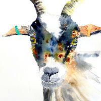 Cookie - Noah's goat