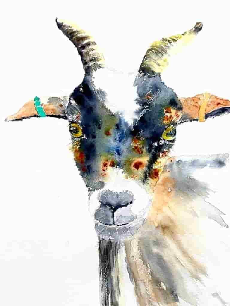 Cookie - Noah's goat