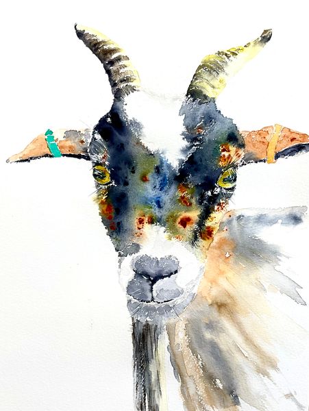 Cookie - Noah's goat