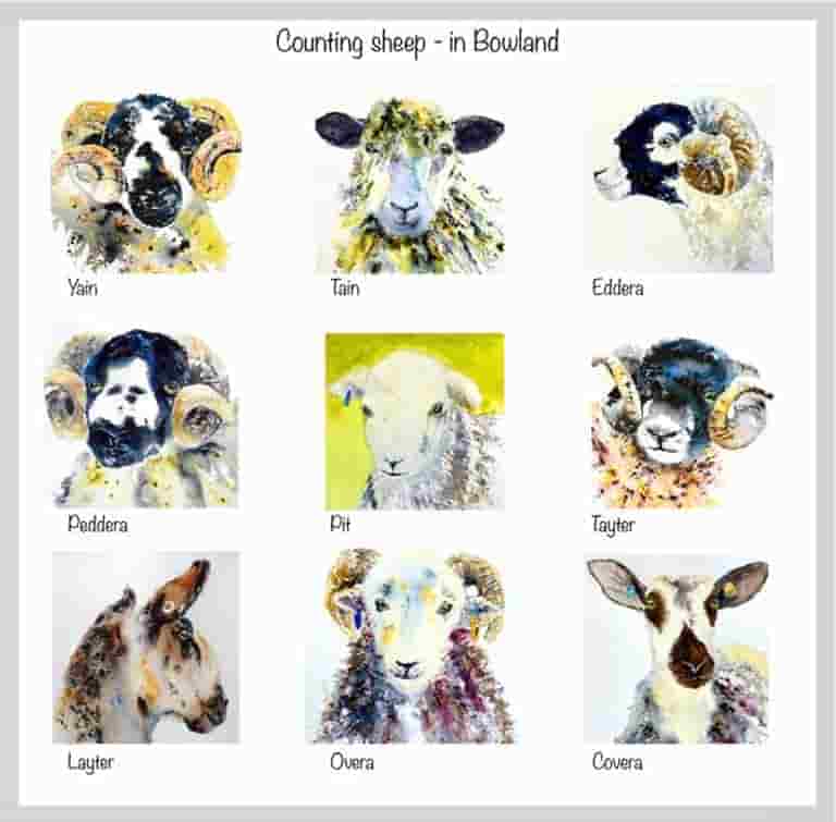Counting sheep in Bowland