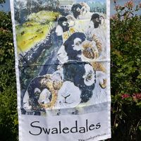 Swaledales gathered along a lane at Langcliffe in Ribblesdale