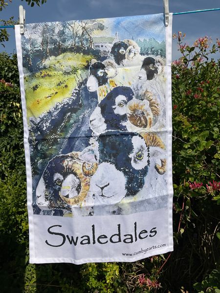 Swaledales gathered along a lane at Langcliffe in Ribblesdale