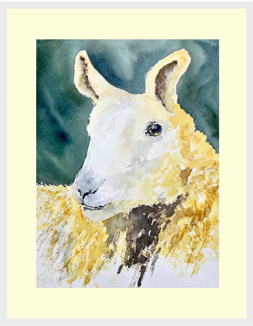 Listen 'ear Cheviot