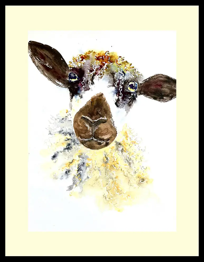 Masham sheep