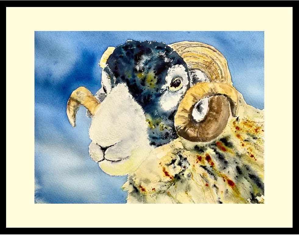Swaledale - ram with no name