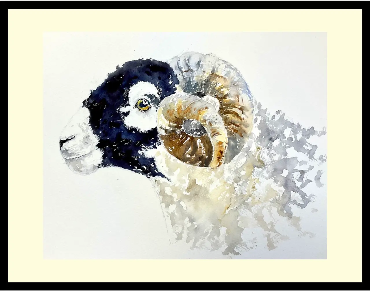 Surprise - Swaledale Ram