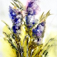Focus on Crocus
