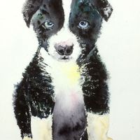 Wanna be a sheepdog