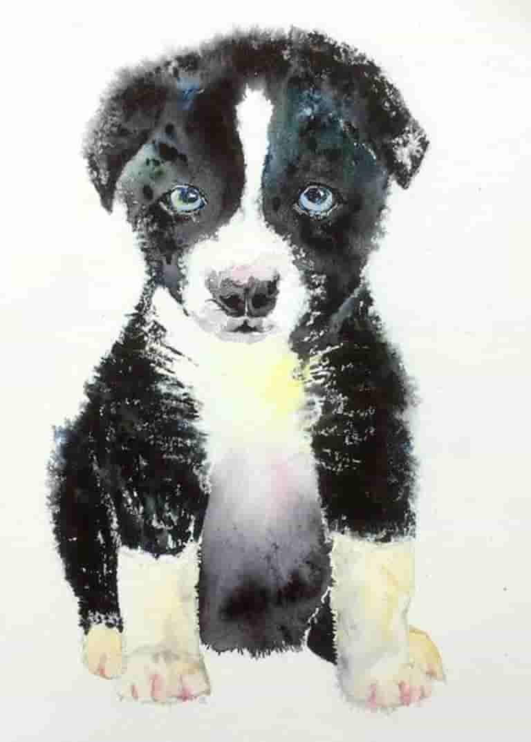 Wanna be a sheepdog