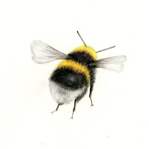 coloured pencil drawing of a fluffy tailed bumble bee by Katrina Thompson