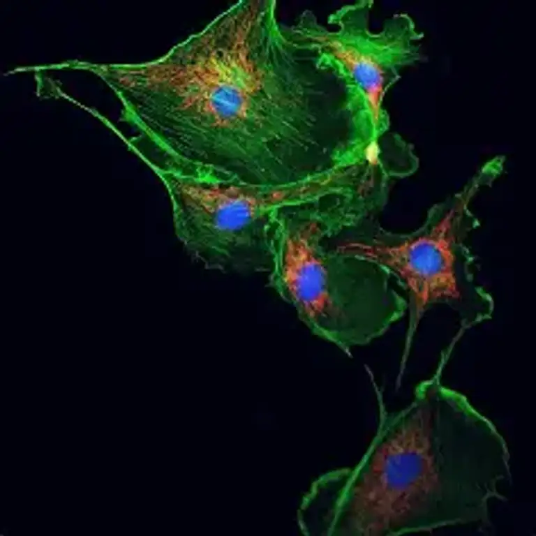 It has been revealed that mitochondria are communication with light. If that is true,  then we must communicate with other living beings in the same way