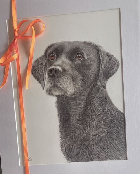 coloured pencil drawing of a black Labrador in mount 