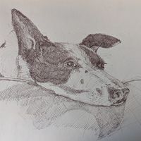 Roy - a drawing of a border Collie