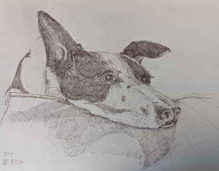 Roy - a drawing of a border Collie