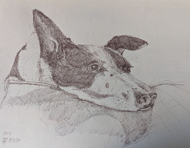 Roy - a drawing of a border Collie