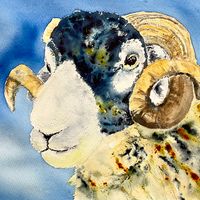 Swaledale - ram with no name