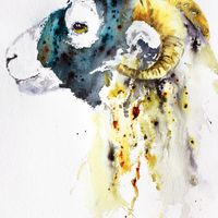 Swaledale Ewe