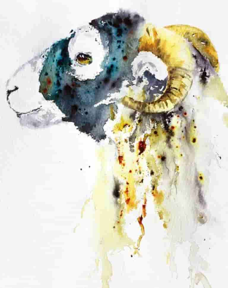 Swaledale Ewe