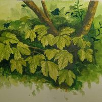 Study - Sycamore Leaves
