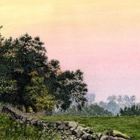 Twilight at the Edge of the Woods