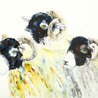 Swaledale three-shears