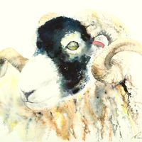 Catchall Swaledale Ram