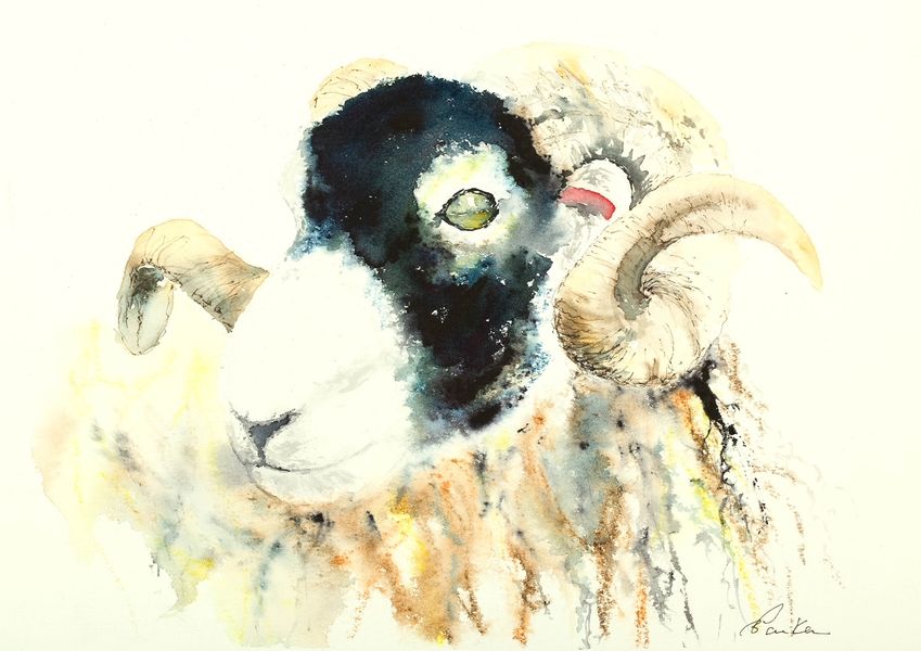 Catchall Swaledale Ram winner of Kilnsey Show by Bev Parker of Cum-bye arts