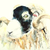 Catchall Swaledale Ram