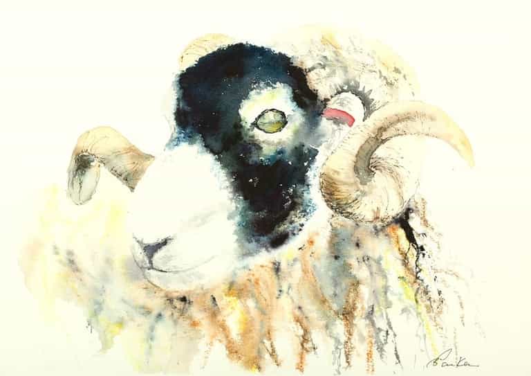 Catchall Swaledale Ram