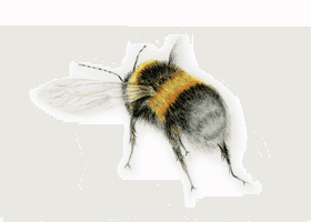 coloured pencil drawing of a bee in flight by Katrina Thompson