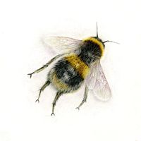 coloured pencil drawing of a bumble bee by Katrina Thompson