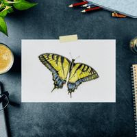 sparrowhawk butterfly drawing, yellow and black with blue spots in coloured pencil by Katrina Thompson