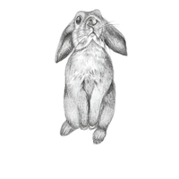 CURIOUS BUNNY
