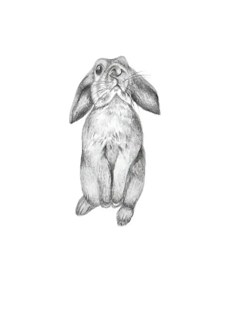 CURIOUS BUNNY