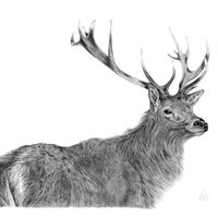THE MONARCH