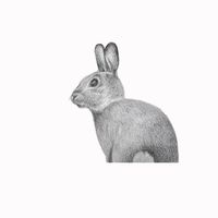 BASHFUL BUNNY