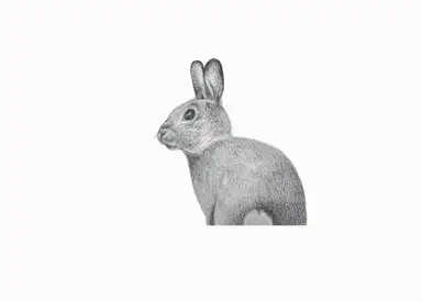 BASHFUL BUNNY