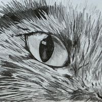 Cats eye pencil drawing by Jonathan Little