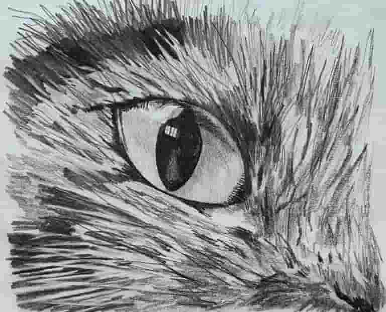 Cats eye pencil drawing by Jonathan Little