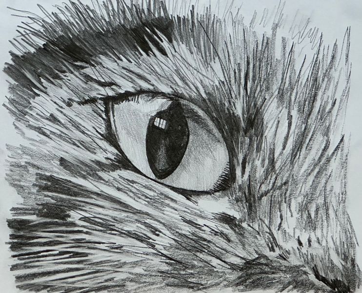 Cats eye pencil drawing by Jonathan Little
