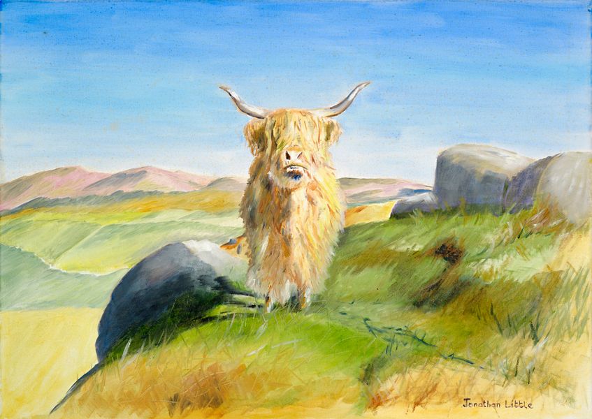 Highland Cow on Rough Haw