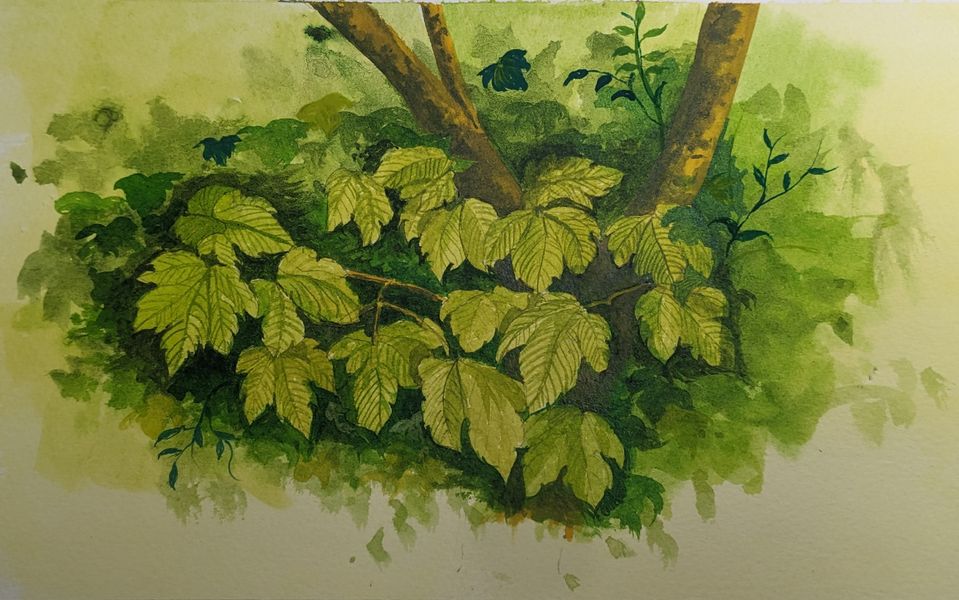 Sycamore Leaves. An original painting of sycamore leaves, by Matthew Eyles 